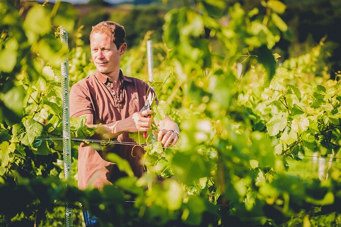 1.5-Hour Swanaford Vineyard Tour And Tasting Experience - Learning how English wine is made