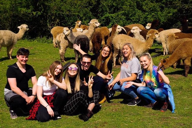 2-Hour Alpaca Farm Experience in Kenilworth - Key things to know before you go