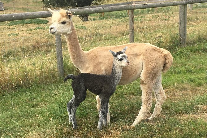 2-Hour Alpaca Farm Experience in Kenilworth - Meeting the herd at Faerie Tale Alpacas