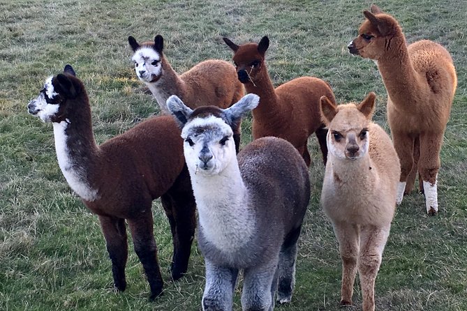 2-Hour Alpaca Farm Experience in Kenilworth - Walking an alpaca for the final stage