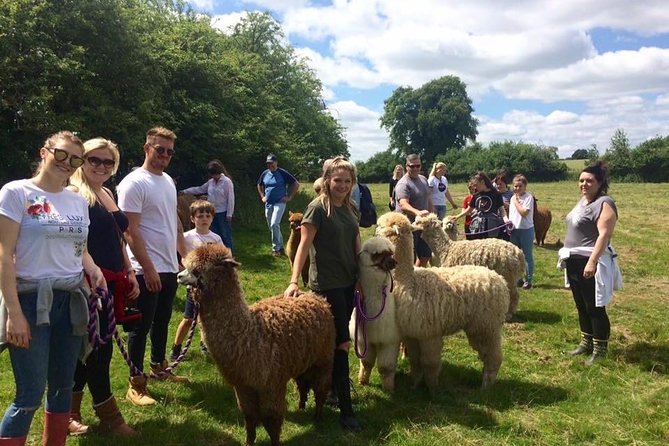 2-Hour Alpaca Farm Experience in Kenilworth - Why the private format matters