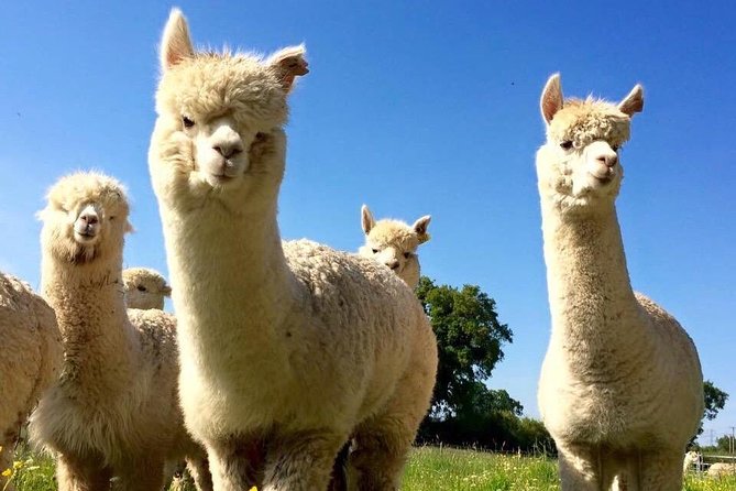 2-Hour Alpaca Farm Experience in Kenilworth - Who will enjoy this farm visit?