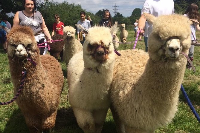 2-Hour Alpaca Farm Experience in Kenilworth - Weather, cancellations, and practical planning