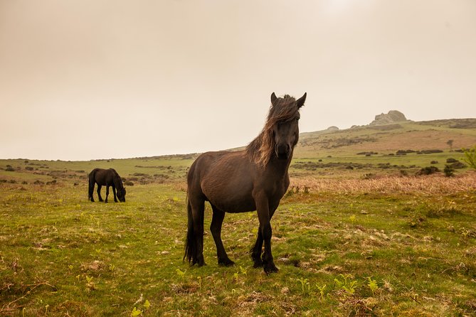 5-Day Devon and Cornwall Small-Group Tour from London - Day 2: Dartmoor ponies, Postbridge, and Exeter at leisure