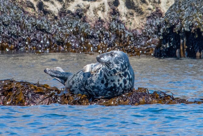 90 Minute Coastal Explorer in Torquay - Comfort, safety, and who should book