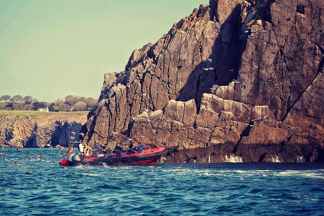 90 Minute Coastal Explorer in Torquay - Berry Head and the search for dolphins