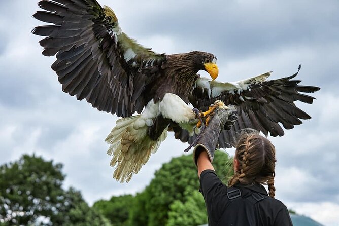 Admission Pass to Eagle Heights in Kent - Key points at a glance