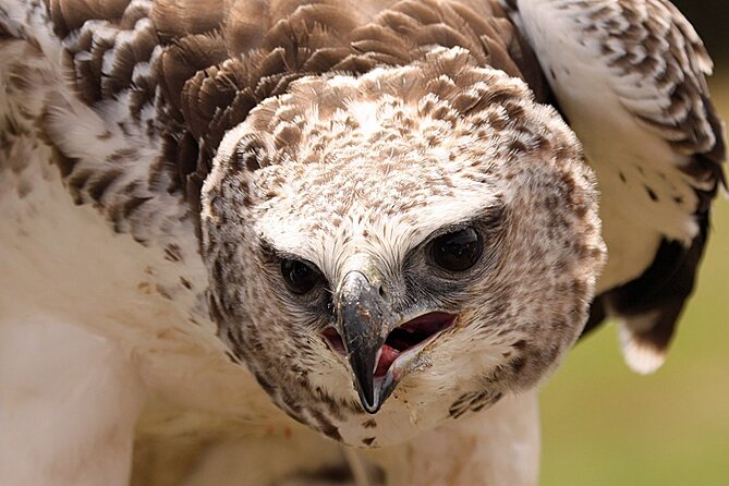 Admission Pass to Eagle Heights in Kent - Meeting rescued birds and supporting conservation