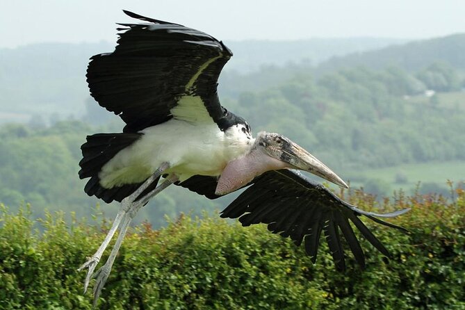 Admission Pass to Eagle Heights in Kent - Who will enjoy Eagle Heights most?