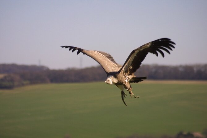 Admission Pass to Eagle Heights in Kent - Mobile entry, cancellation, and simple planning advice