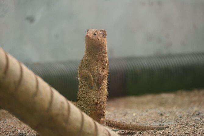 Entry ticket to Hoo Zoo and Dinosaur World in Telford - Walkthrough habitats with lemurs and wallabies