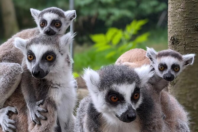 Entry ticket to Hoo Zoo and Dinosaur World in Telford - The animal collection: wolves, lynx, and capybara