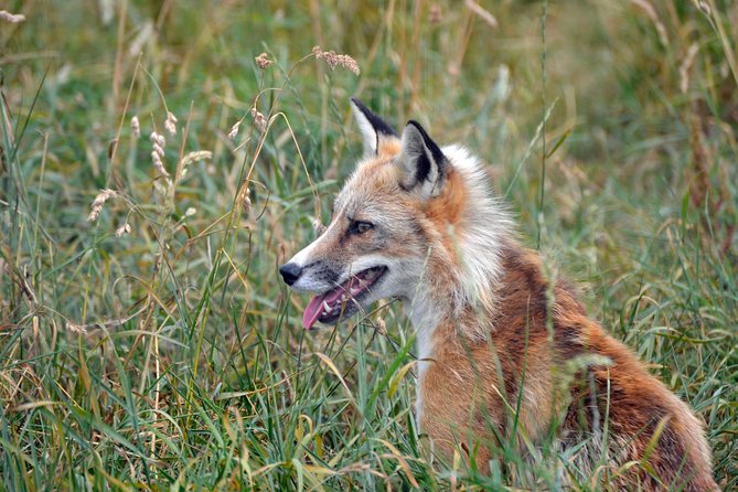 Fox Encounter for 2 people and park entry - Key Points About the Fox Encounter