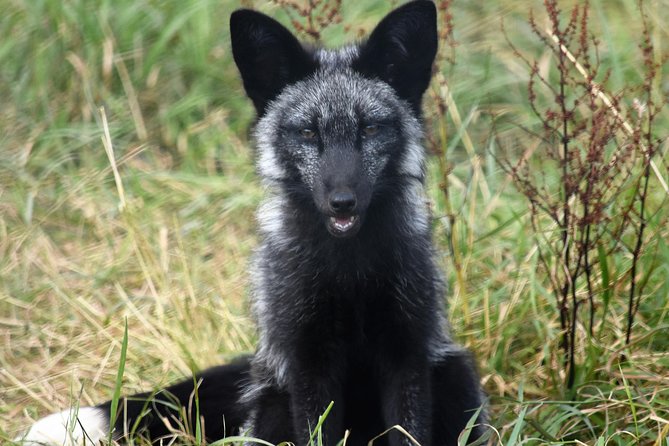 Fox Encounter for 2 people and park entry - Making the Most of Your Keeper Time