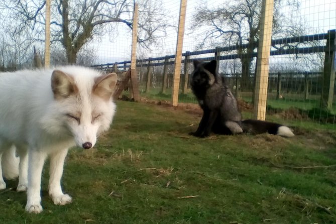 Fox Encounter for 2 people and park entry - Park Entry Gives You More Than a Half-Hour