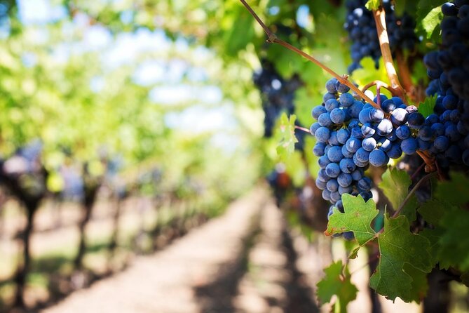 Full Day Wine Tour in Sussex and Kent - Pickup from Rye, Ashford, or another nearby town