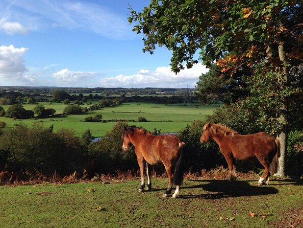 Guided Walking Tour of New Forest National Park in Hampshire - Why this short New Forest walk works