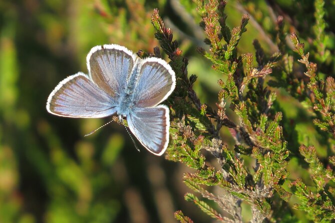 Guided Walking Tour of New Forest National Park in Hampshire - Wildlife sightings: what you might find