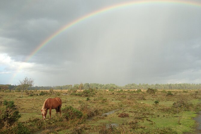 Guided Walking Tour of New Forest National Park in Hampshire - How much walking and effort should you expect?
