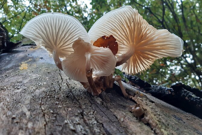 Guided Walking Tour of New Forest National Park in Hampshire - Is $23.32 a fair price?