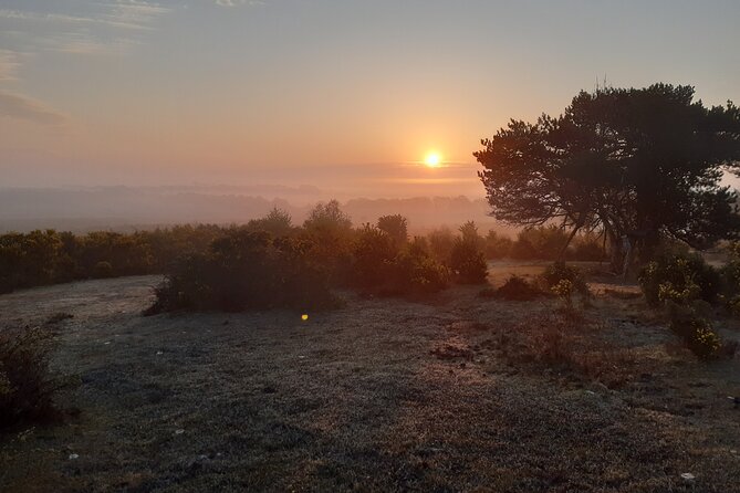 Guided Walking Tour of New Forest National Park in Hampshire - Starting at Abbots Well Road near Fordingbridge