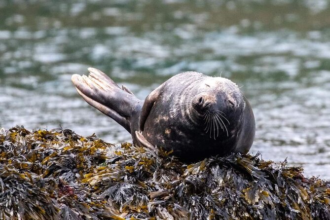 Guided Wildlife and Sea Cave Kayak Safari in English Riviera - Key points before you paddle