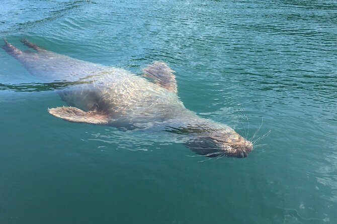 Guided Wildlife and Sea Cave Kayak Safari in English Riviera - Paddling through the English Riviera UNESCO Global Geopark