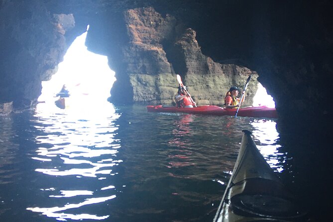 Guided Wildlife and Sea Cave Kayak Safari in English Riviera - Who should book this English Riviera adventure?