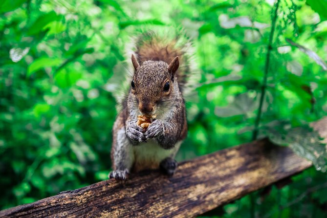 Half-day Forest Bathing and Yoga in Brighton's Woodlands - Starting gently at One Garden Brighton