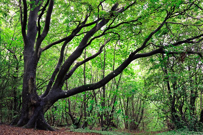 Half-day Forest Bathing and Yoga in Brighton's Woodlands - A small group with a personal feel