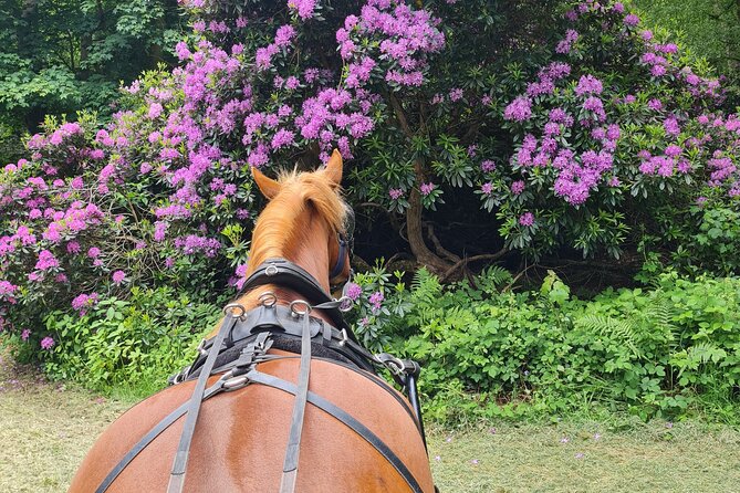 Horse drawn carriage ride york - The horse welfare question