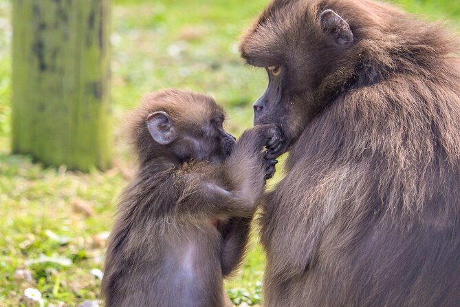 Howletts Day Ticket - Entering 90 acres of ancient parkland