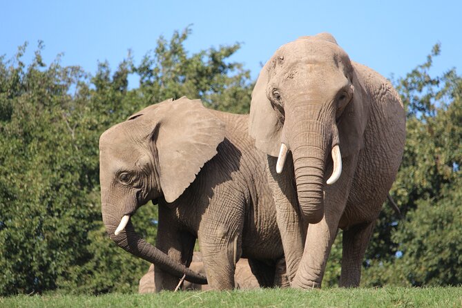Howletts Day Ticket - A route that suits both children and grandparents