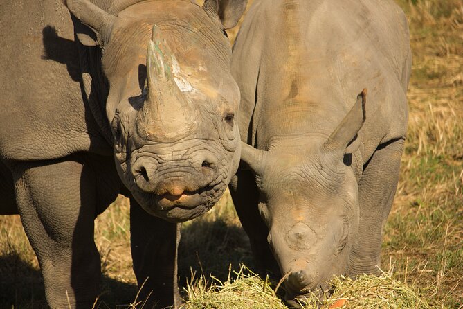 Howletts Day Ticket - How long should you stay?