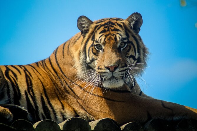 Howletts Day Ticket - The animals are part of a conservation mission