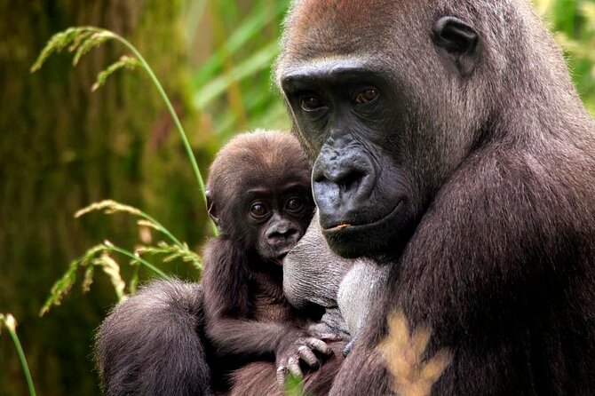 London Zoo Entry Ticket - What you are buying for $41.82