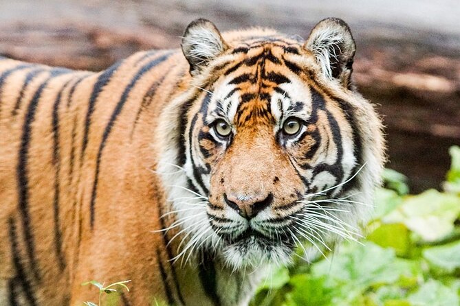 London Zoo Entry Ticket - Tiny Giants rewards close attention