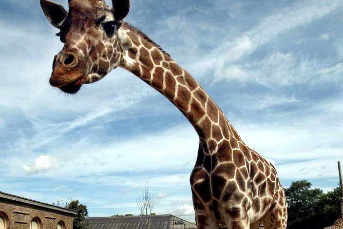 London Zoo Entry Ticket - Tiger Territory explains more than stripes