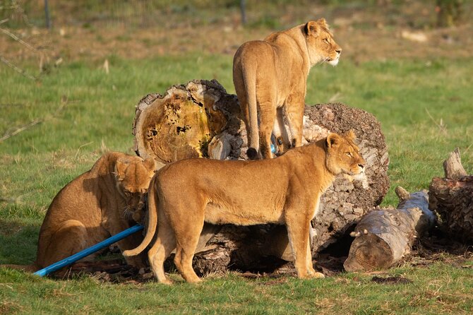 Port Lympne Day Ticket - What Port Lympne feels like as a day out