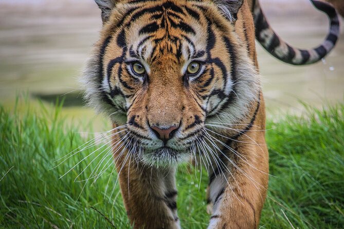 Port Lympne Day Ticket - Who will get the most from the ticket?