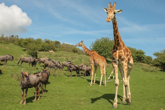 Port Lympne Day Ticket - Rhinos, giraffes, and tigers give the visit purpose