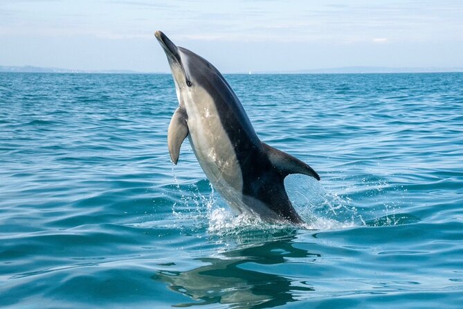 Private Coastal Boat Tour in Torquay - Key points to know before you book