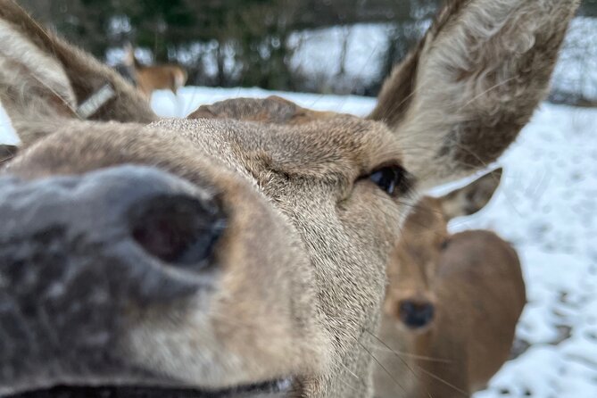 Private Deer Park Tour and Day Out in Leek - Key points to know before you book