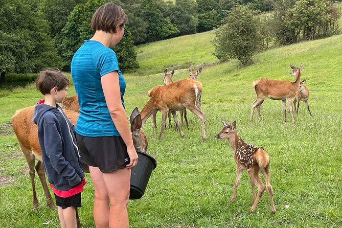 Private Deer Park Tour and Day Out in Leek - The guide’s introduction to British wild deer