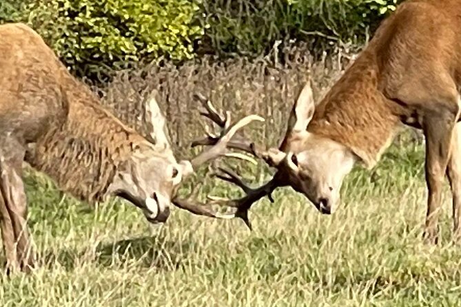 Private Deer Park Tour and Day Out in Leek - A 3pm outing and the pace of the visit