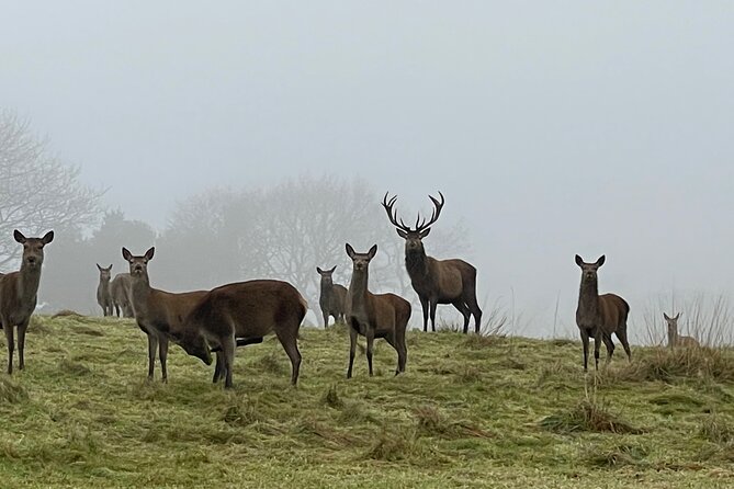 Private Deer Park Tour and Day Out in Leek - Why the private group format matters
