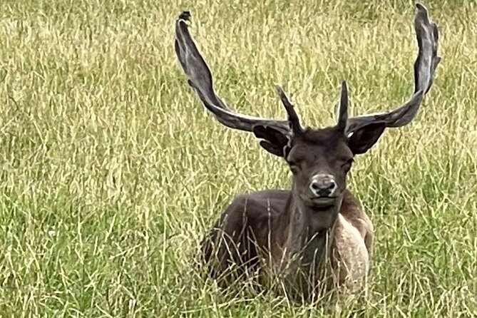 Private Deer Park Tour and Day Out in Leek - Who should book this Leek wildlife outing?