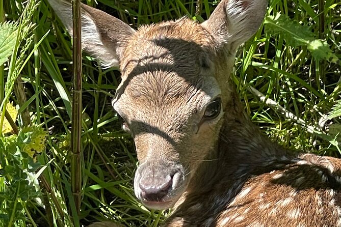 Private Deer Park Tour and Day Out in Leek - Looking for red and fallow deer