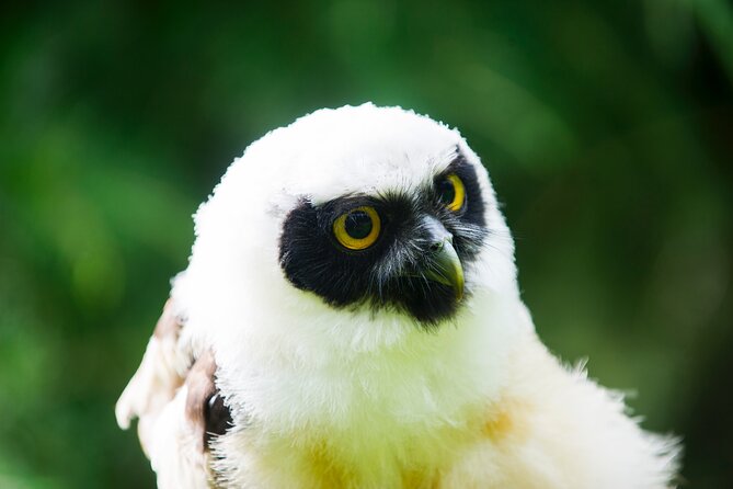 Private Family Bird of Prey Experience in Carlisle - Meeting Gary and learning the birds’ personalities