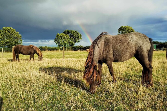 Private Miniature Horse Walking near Lincoln - Practicing before the countryside walk